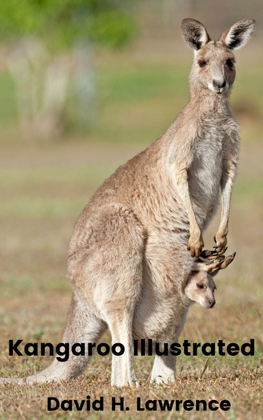 Kangaroo Illustrated