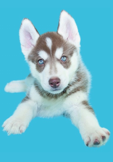 Husky Puppy Lined Journal - Blue