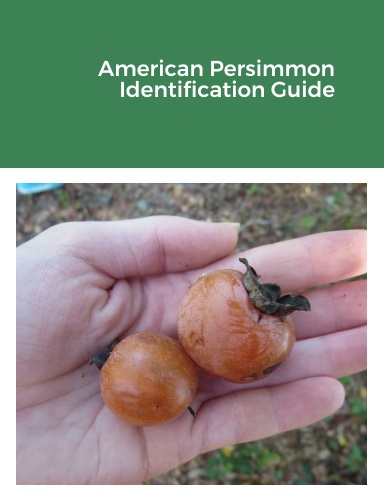 American Persimmon Identification Guide