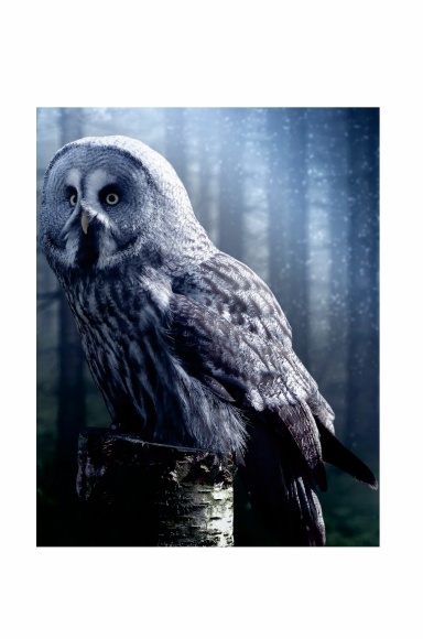 A Night Owl by Kahina Safia Jacobs