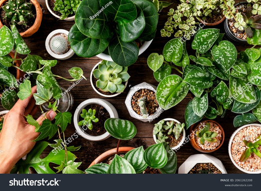 House Plants And How Not To Kill Them