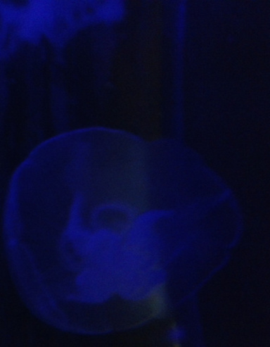 Amino Acids From Space