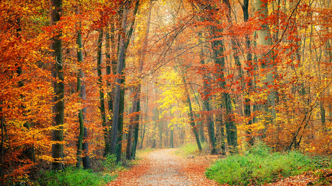 Harmony In Transition