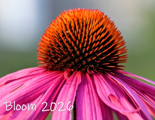 Bloom 2026
