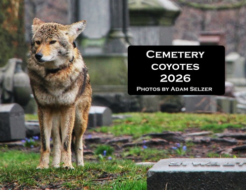 Cemetery Coyotes Calendar 2026