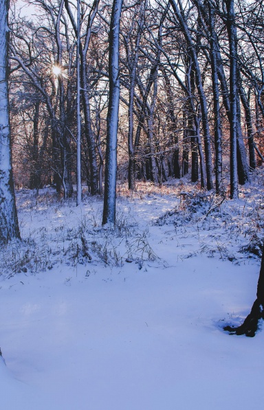 Winter In The Trees