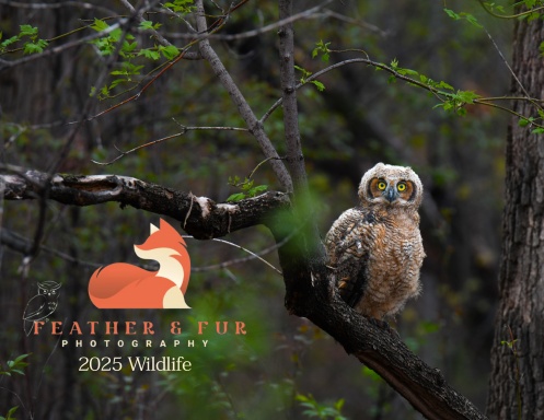 2025 Wildlife