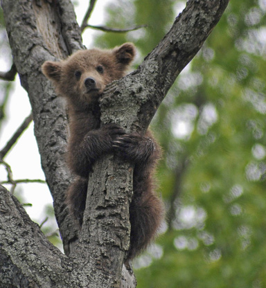 The Sad Bear