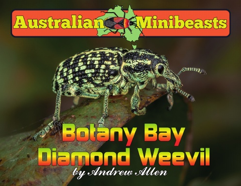 Botany Bay Diamond Weevils
