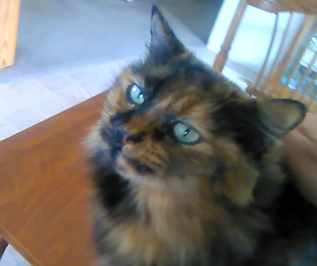 Image of Author Georgette Kostopoulos