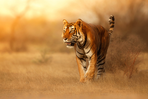 Top 12 Interesting fact about Tigers | Carnivores Animal - Picanomo