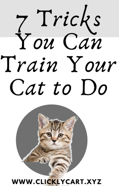 7 Tricks You Can Train Your Cat to Do