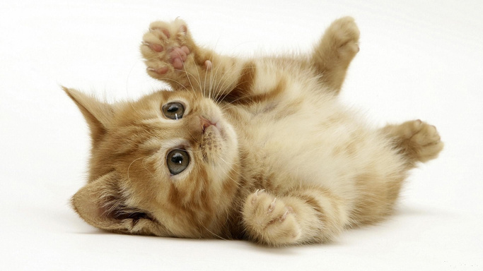 Curb The Cat