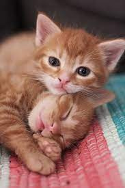 Make your cat to obey your ever commands