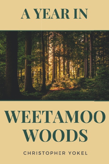 A Year in Weetamoo Woods