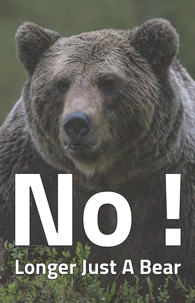 No Longer Just A Bear : The Forest