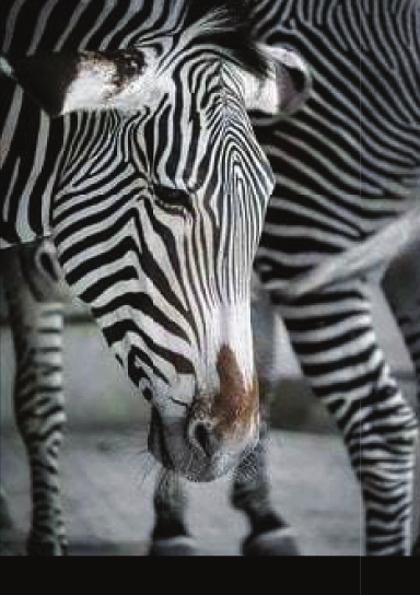 Zebra Sketchbook- 100 pages
