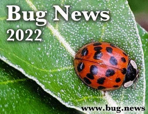 Bug News 2022