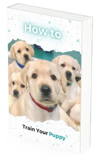 Train Your Puppy