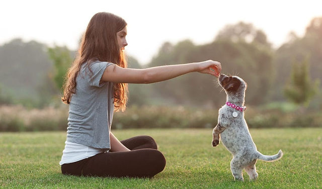 How to Train Your Puppy
