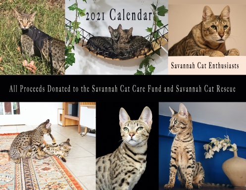 Savannah Cat Calendar 2021