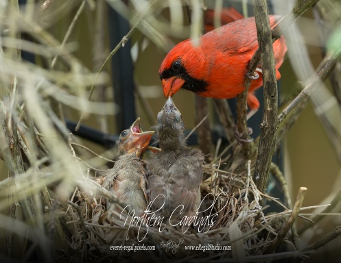 2026 Northern Cardinal Calendar