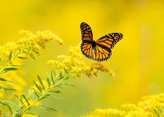 Yellow Butterfly Adventure