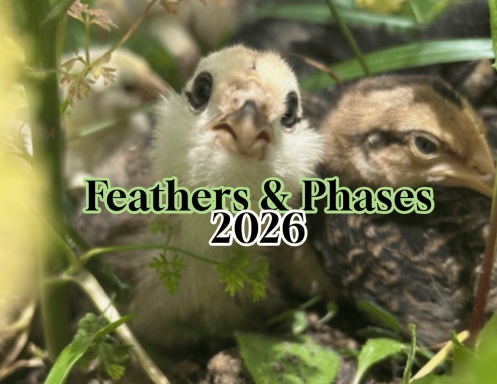 Chickens 2026