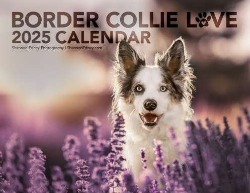 Border Collie Love 2025 Calendar