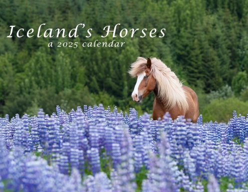 Iceland's Horses 2025