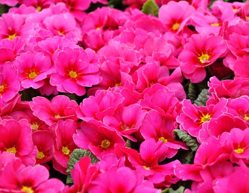 Flowers Calendar 2026