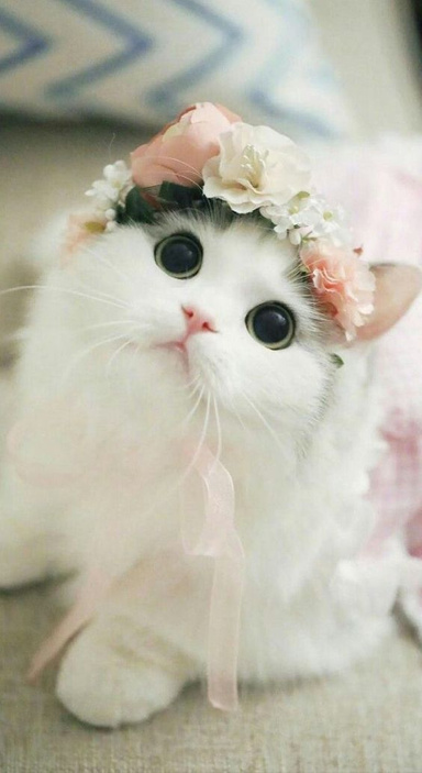 curp the cat
