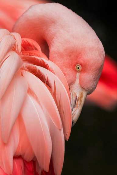 The Fancy Flamingo