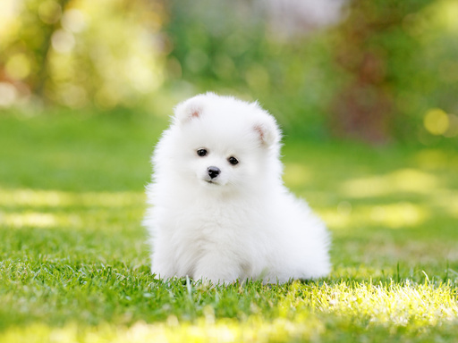Dog Sqyling