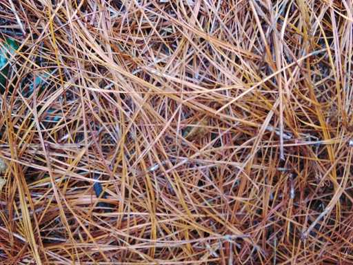 C-zSR-P1, Aescandatius