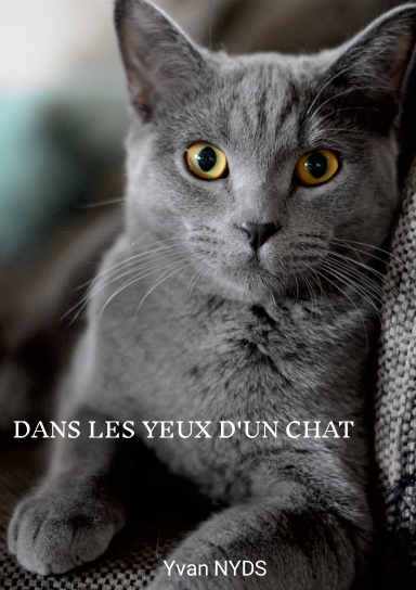 Dans les yeux d'un chat