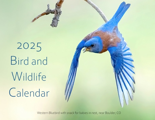 2025 Wildlife Calendar