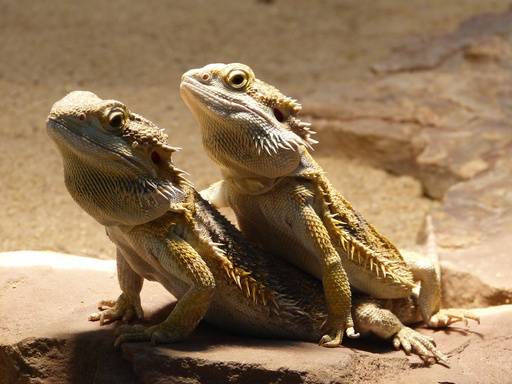 Ziggy & Lenni's Diet Tips