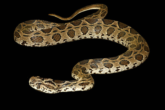 The Six Snakes