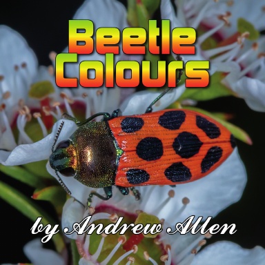 Beetle Colours