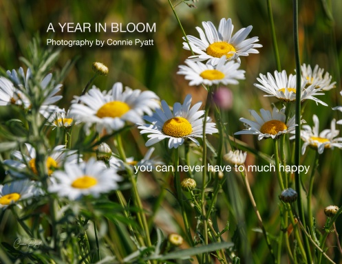 A Year in Bloom