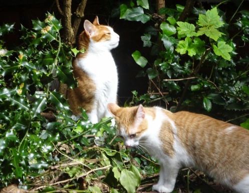 Gorgeous Ginger Cats