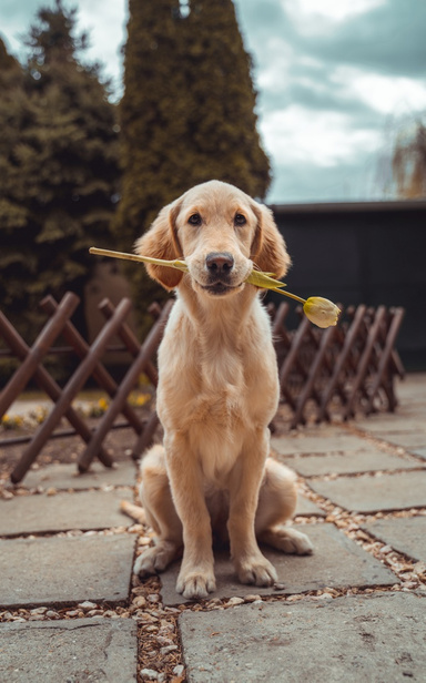 Dog Syqling