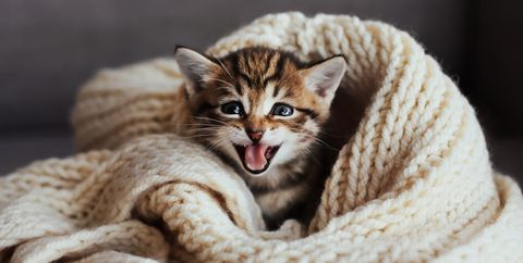 Curb the cat