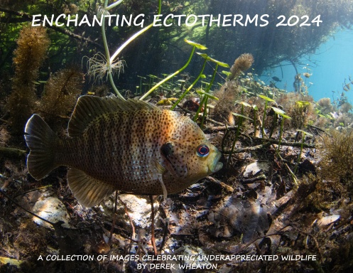 Conservation Fisheries 2024 Calendar   Ezn779 Front Shortedge 384 