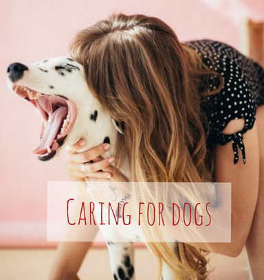 Caring for dog