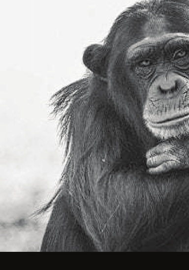 Chimpanzee 12 Month Planner With Habit Tracker