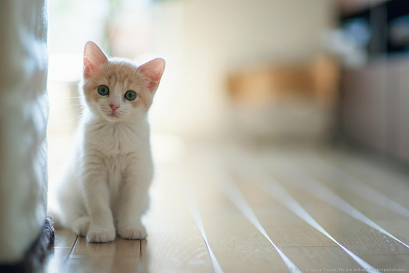Curb the cat