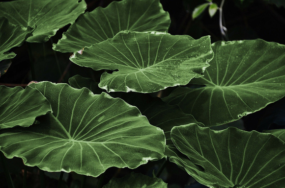 Botanical Insights: Exploring Plant Psychology in Light of the Quran and Hadith
