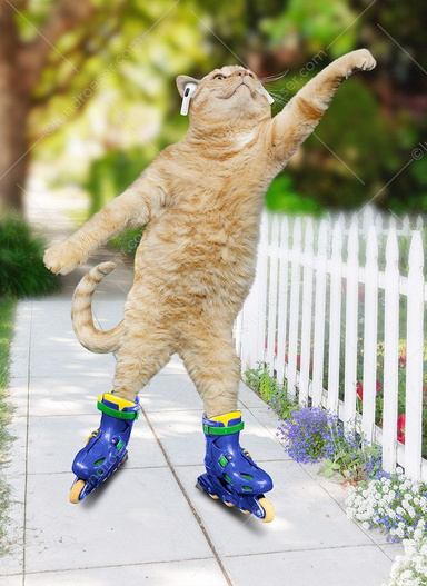 Моя кошка Шина
